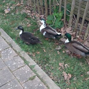 ducks in Leuven
