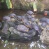 Turtles in Leuven botanical garden
