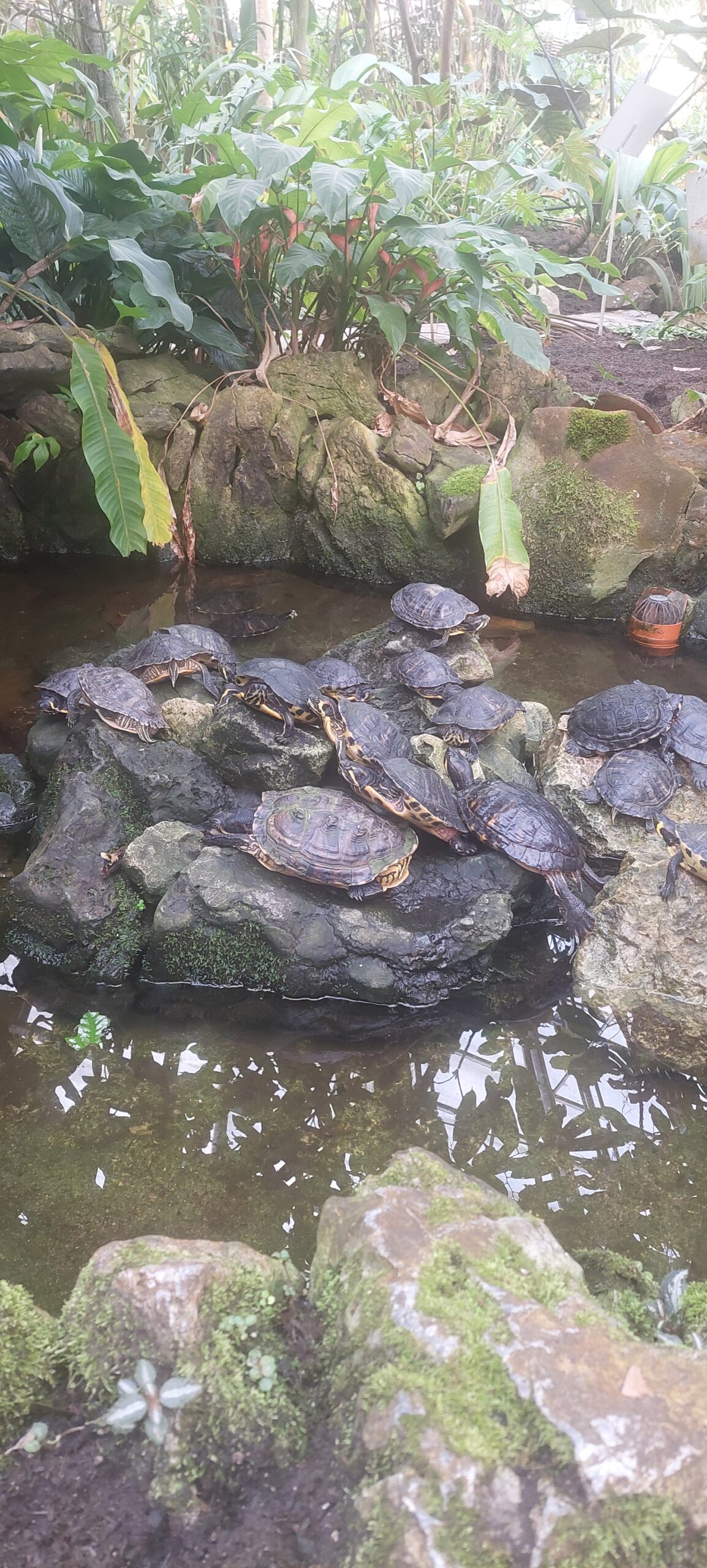 Turtles in Leuven botanical garden