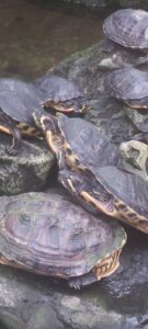 Turtles in Leuven botanical garden